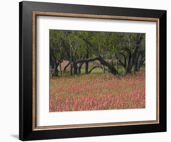 Springtime with Indian Paint Brush and Oak Trees, Near Nixon, Texas, USA-Darrell Gulin-Framed Photographic Print