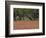 Springtime with Indian Paint Brush and Oak Trees, Near Nixon, Texas, USA-Darrell Gulin-Framed Photographic Print