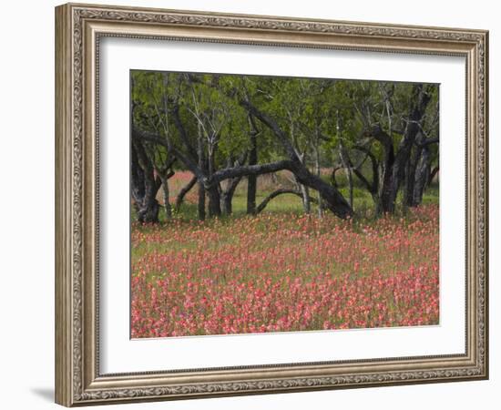 Springtime with Indian Paint Brush and Oak Trees, Near Nixon, Texas, USA-Darrell Gulin-Framed Photographic Print