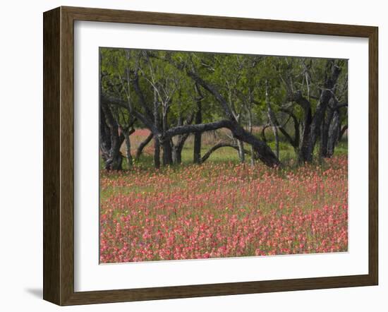 Springtime with Indian Paint Brush and Oak Trees, Near Nixon, Texas, USA-Darrell Gulin-Framed Photographic Print