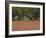 Springtime with Indian Paint Brush and Oak Trees, Near Nixon, Texas, USA-Darrell Gulin-Framed Photographic Print