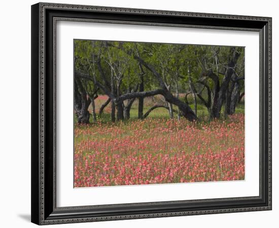 Springtime with Indian Paint Brush and Oak Trees, Near Nixon, Texas, USA-Darrell Gulin-Framed Photographic Print