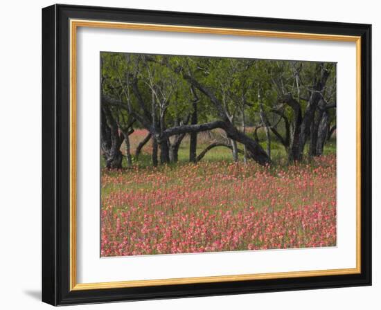 Springtime with Indian Paint Brush and Oak Trees, Near Nixon, Texas, USA-Darrell Gulin-Framed Photographic Print