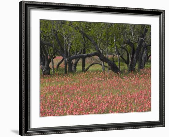 Springtime with Indian Paint Brush and Oak Trees, Near Nixon, Texas, USA-Darrell Gulin-Framed Photographic Print