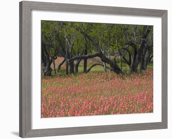 Springtime with Indian Paint Brush and Oak Trees, Near Nixon, Texas, USA-Darrell Gulin-Framed Photographic Print