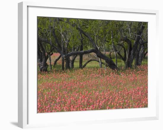 Springtime with Indian Paint Brush and Oak Trees, Near Nixon, Texas, USA-Darrell Gulin-Framed Photographic Print