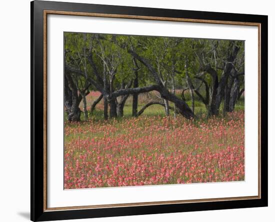 Springtime with Indian Paint Brush and Oak Trees, Near Nixon, Texas, USA-Darrell Gulin-Framed Photographic Print