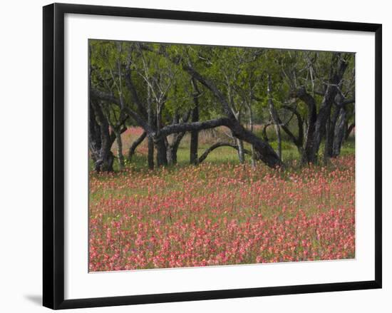 Springtime with Indian Paint Brush and Oak Trees, Near Nixon, Texas, USA-Darrell Gulin-Framed Photographic Print