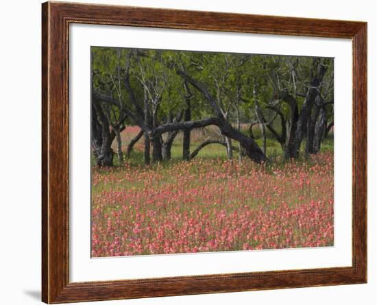 Springtime with Indian Paint Brush and Oak Trees, Near Nixon, Texas, USA-Darrell Gulin-Framed Photographic Print