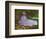 Springtime-Claude Monet-Framed Art Print