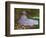 Springtime-Claude Monet-Framed Art Print