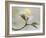 Springtime-Heidi Westum-Framed Photographic Print