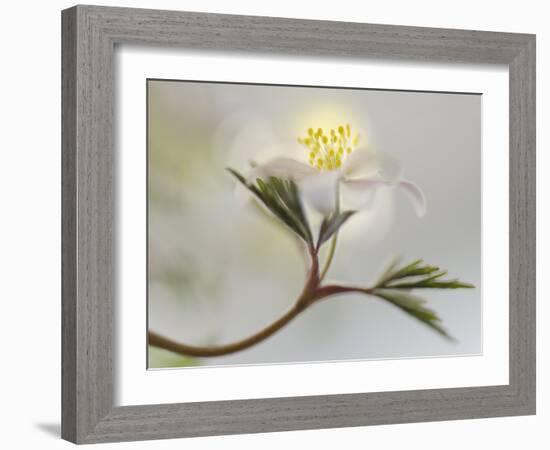 Springtime-Heidi Westum-Framed Photographic Print