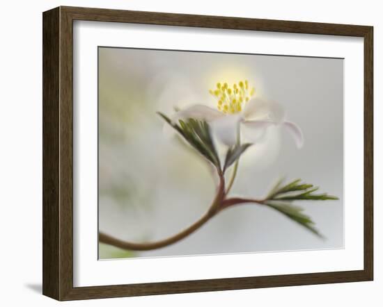 Springtime-Heidi Westum-Framed Photographic Print