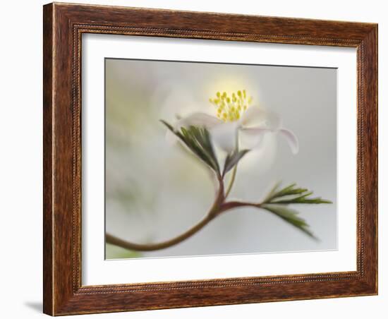 Springtime-Heidi Westum-Framed Photographic Print