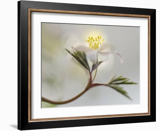 Springtime-Heidi Westum-Framed Photographic Print