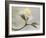 Springtime-Heidi Westum-Framed Photographic Print