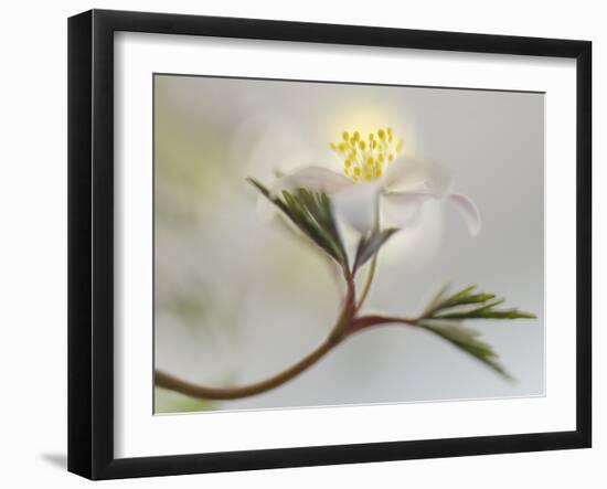 Springtime-Heidi Westum-Framed Photographic Print