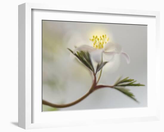 Springtime-Heidi Westum-Framed Photographic Print