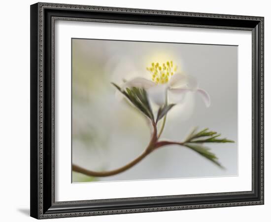 Springtime-Heidi Westum-Framed Photographic Print