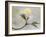 Springtime-Heidi Westum-Framed Photographic Print