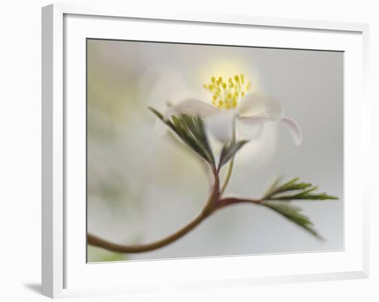 Springtime-Heidi Westum-Framed Photographic Print