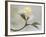 Springtime-Heidi Westum-Framed Photographic Print