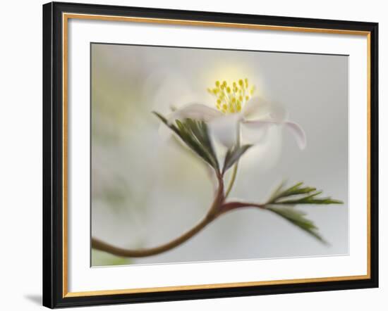 Springtime-Heidi Westum-Framed Photographic Print