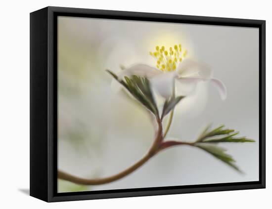 Springtime-Heidi Westum-Framed Premier Image Canvas