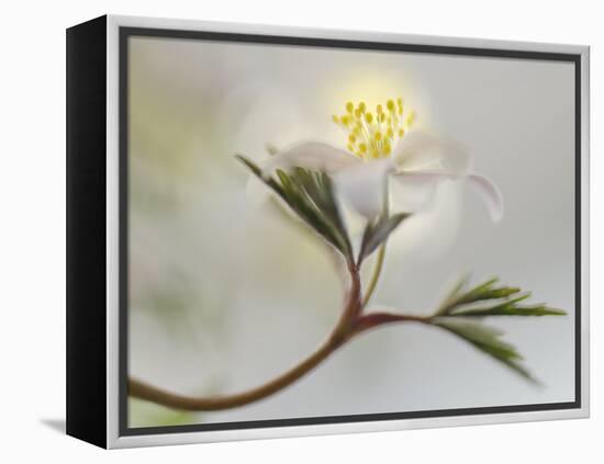 Springtime-Heidi Westum-Framed Premier Image Canvas