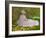 Springtime-Claude Monet-Framed Giclee Print