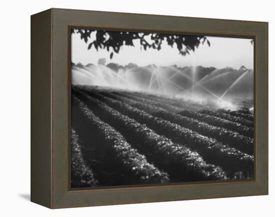 Sprinkler System in Tomato Field-Ralph Crane-Framed Premier Image Canvas