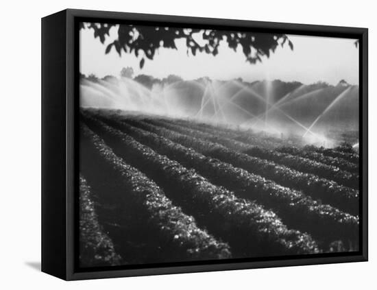 Sprinkler System in Tomato Field-Ralph Crane-Framed Premier Image Canvas