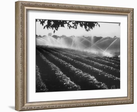 Sprinkler System in Tomato Field-Ralph Crane-Framed Photographic Print