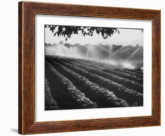 Sprinkler System in Tomato Field-Ralph Crane-Framed Photographic Print