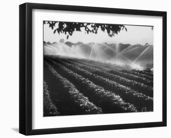 Sprinkler System in Tomato Field-Ralph Crane-Framed Photographic Print