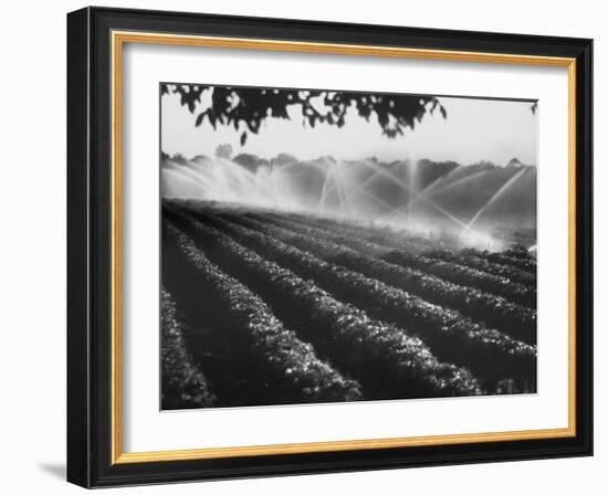 Sprinkler System in Tomato Field-Ralph Crane-Framed Photographic Print