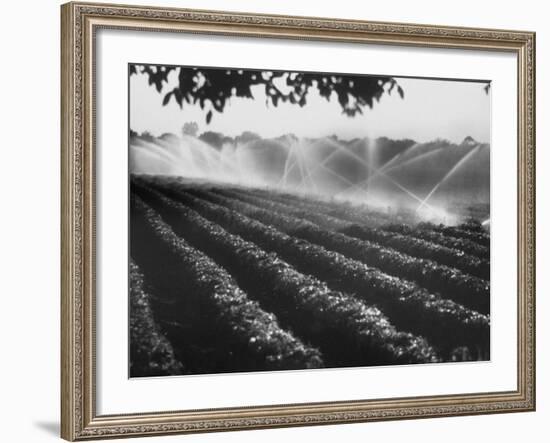 Sprinkler System in Tomato Field-Ralph Crane-Framed Photographic Print