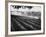 Sprinkler System in Tomato Field-Ralph Crane-Framed Photographic Print