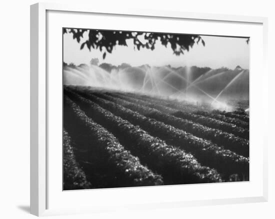 Sprinkler System in Tomato Field-Ralph Crane-Framed Photographic Print