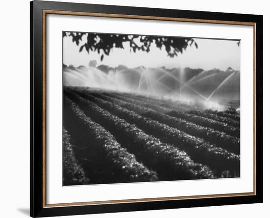 Sprinkler System in Tomato Field-Ralph Crane-Framed Photographic Print