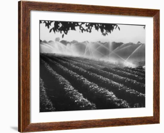 Sprinkler System in Tomato Field-Ralph Crane-Framed Photographic Print