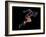 Sprinter, Artwork-SMETEK-Framed Photographic Print