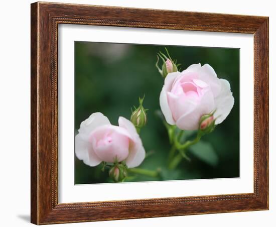 Sprout-Ryuji Adachi-Framed Photographic Print