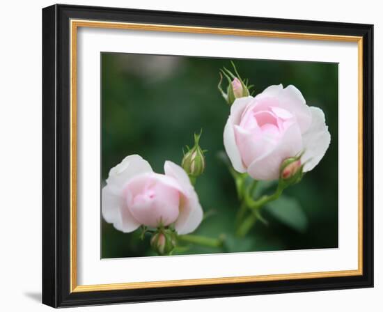 Sprout-Ryuji Adachi-Framed Photographic Print