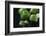 Sprouts on Black Background-Jana Ihle-Framed Photographic Print