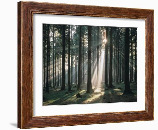 Spruce Forest, Back Light-Thonig-Framed Photographic Print