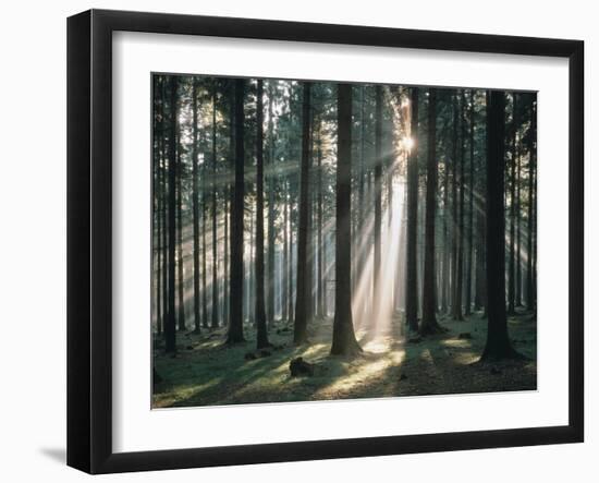 Spruce Forest, Back Light-Thonig-Framed Photographic Print