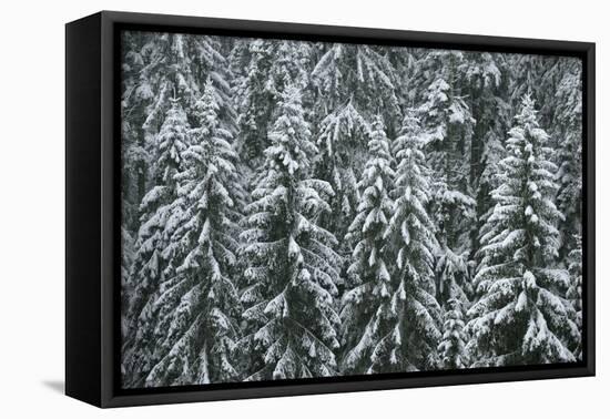 Spruce Forest, Detail, Trees, Snow-Covered, Nature-Ronald Wittek-Framed Premier Image Canvas