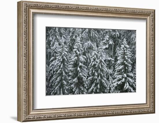 Spruce Forest, Detail, Trees, Snow-Covered, Nature-Ronald Wittek-Framed Photographic Print